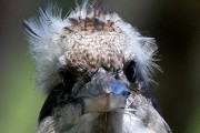 Laughing Kookaburra (Dacelo novaeguineae)